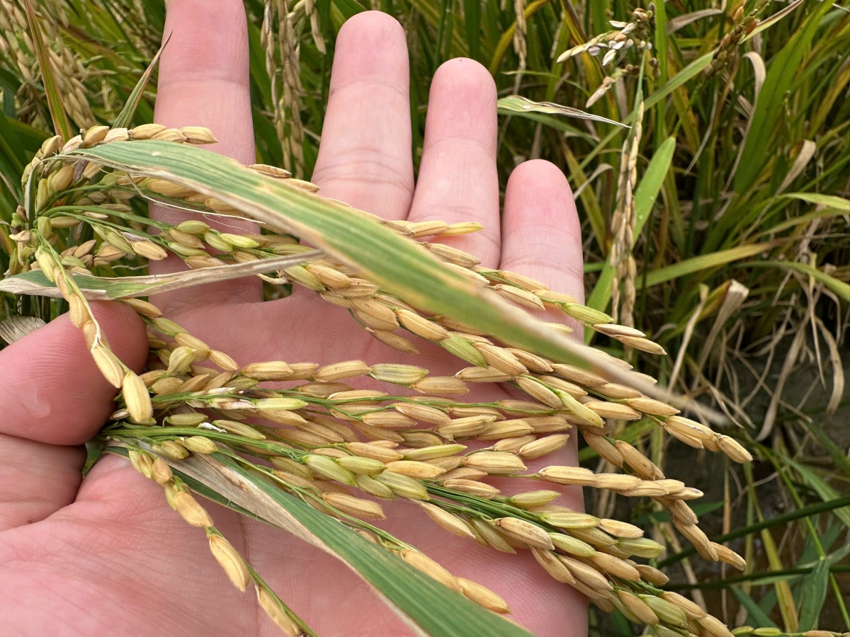 Đề án được triển khai ở vùng ĐBSCL và mục tiêu đến năm 2030 sẽ phấn đấu đạt 1 triệu hecta