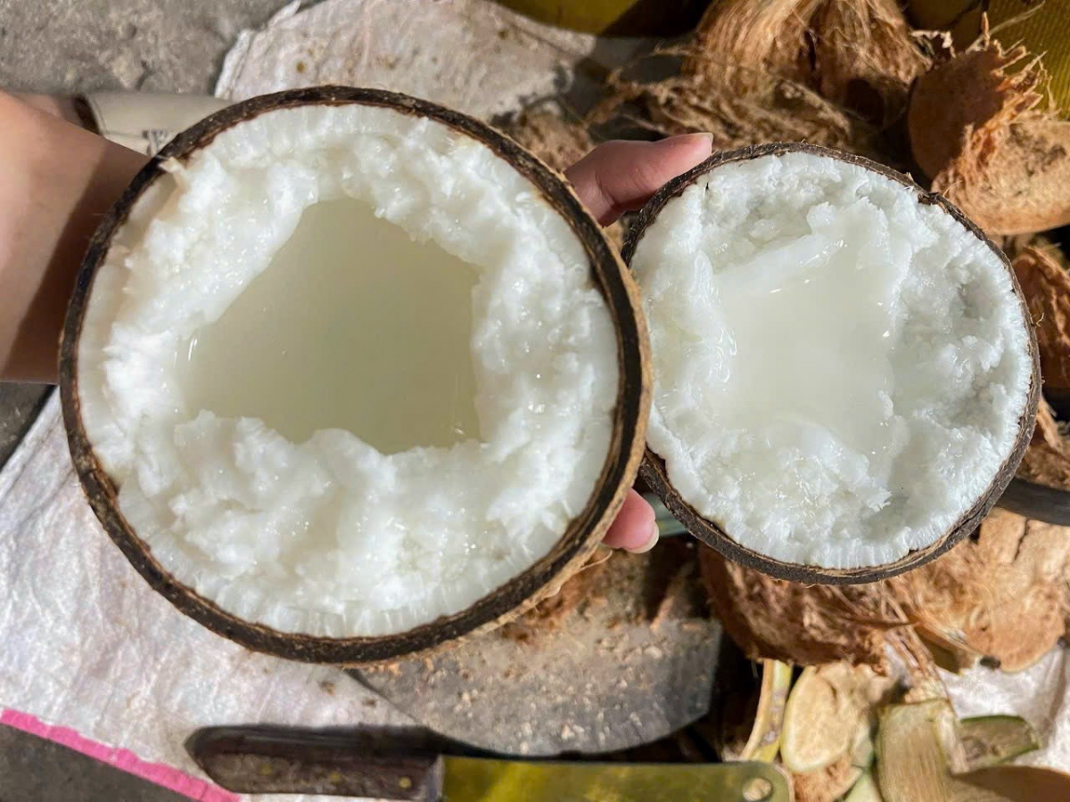 Dừa sáp - loại dừa đặc ruột chế biến được nhiều sản phẩm giá trị cao