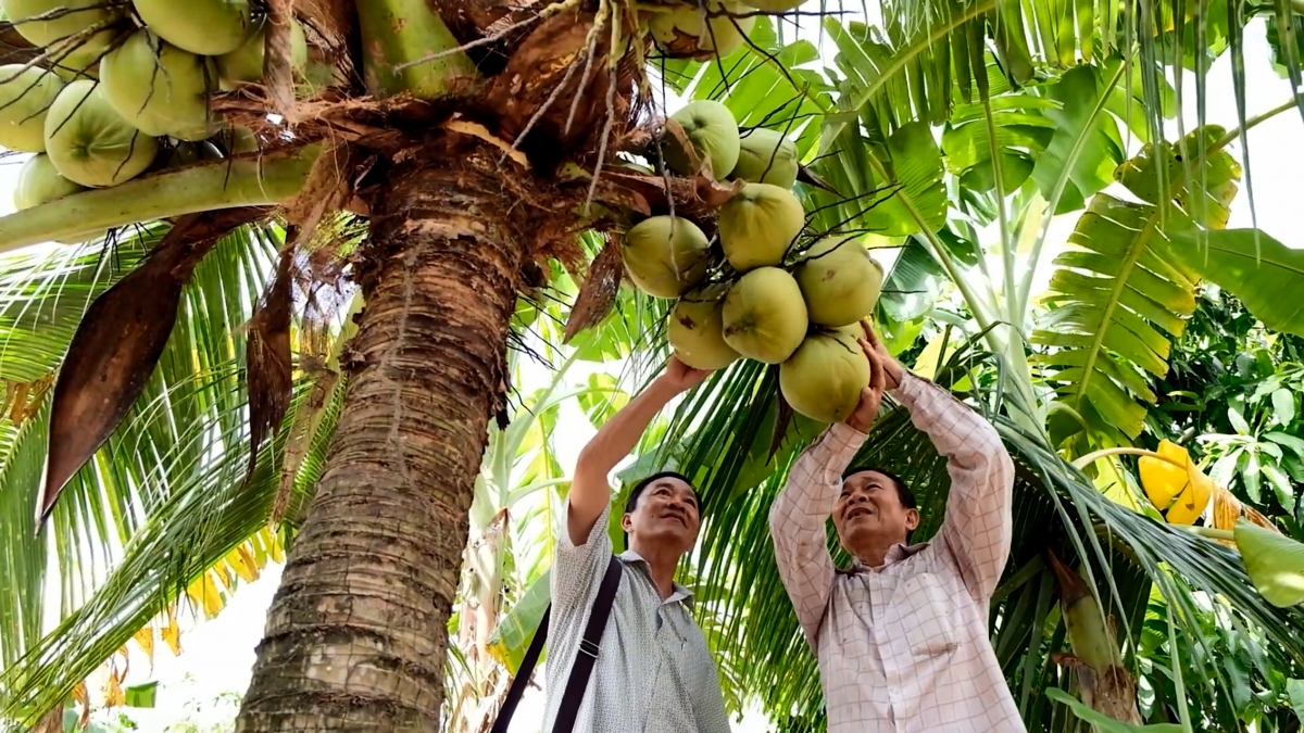 Dừa sáp nguyên liệu để tạo ra nhiều sản phẩm đạt chuẩn OCOP 5 sao