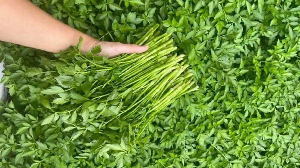 Rất khó để loại bỏ kim loại nặng và chì nhiễm trong rau.