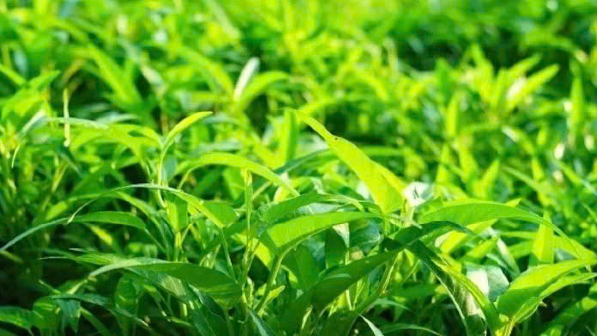 Nếu vùng trồng có chứa lượng kim loại nặng, rau trồng trên đó sẽ hấp thu các chất độc hại này. (Ảnh: Vườn Sài Gòn)