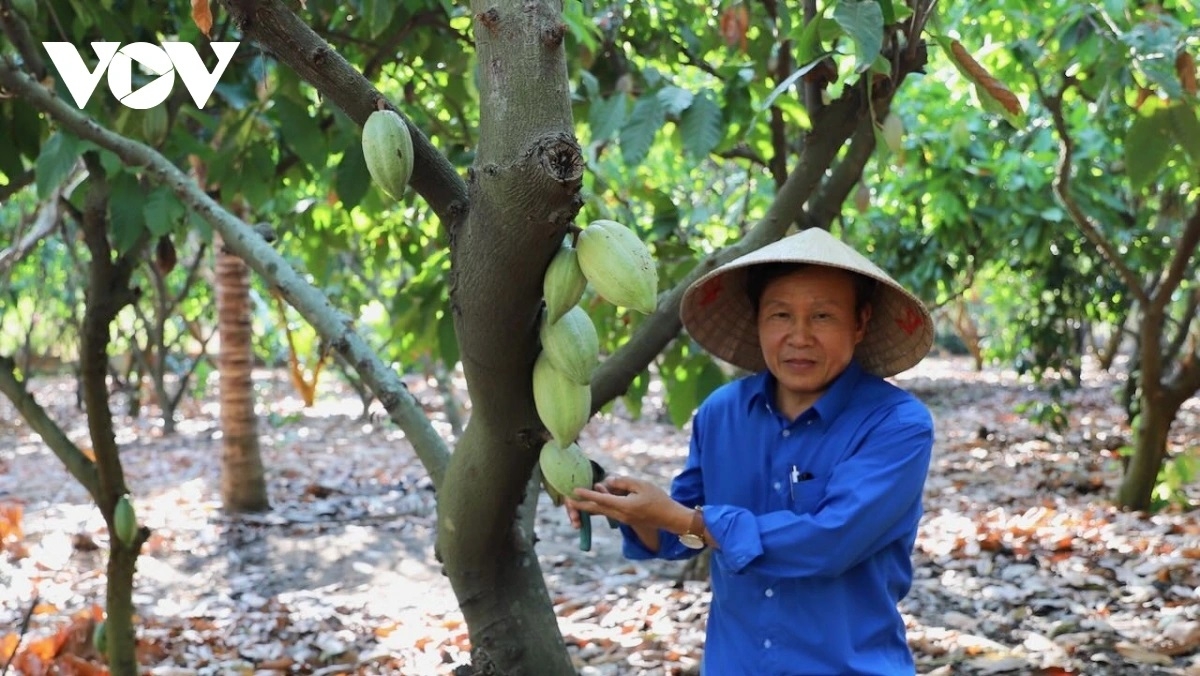 Urang pala cacao di Dong Nai