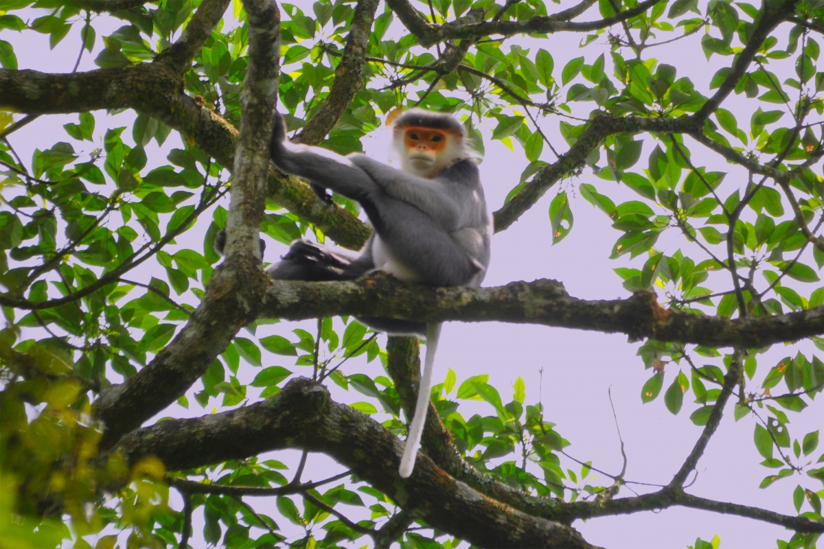 Môi to hvá chà vá tung kơdrum Tơnêi têa Kon Ka King