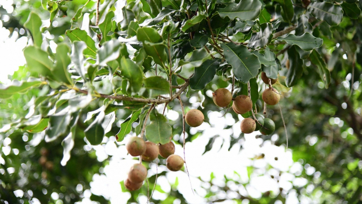 Lâm Đồng aƀaơ geh 16.000 ha mắc ca, geh 34% rnoh neh lam dak
 