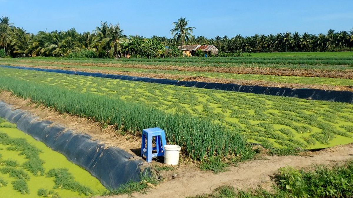 Mô hình rau nhút xen hành lá của nông dân Phong Thạnh