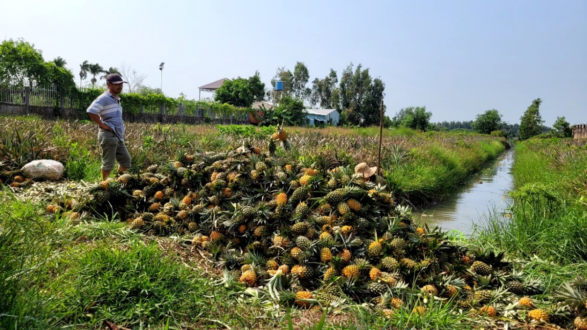 Mô hình trồng khóm đã gắn bó với vùng đất phèn chua hàng chục năm qua
