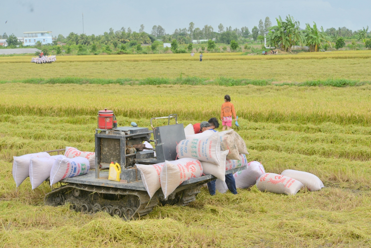 Những năm gần đây, biến đổi khí hậu, nước biển dâng và suy giảm tài nguyên đất đang đặt ra thách thức đối với sản xuất lúa ở vùng ĐBSCL