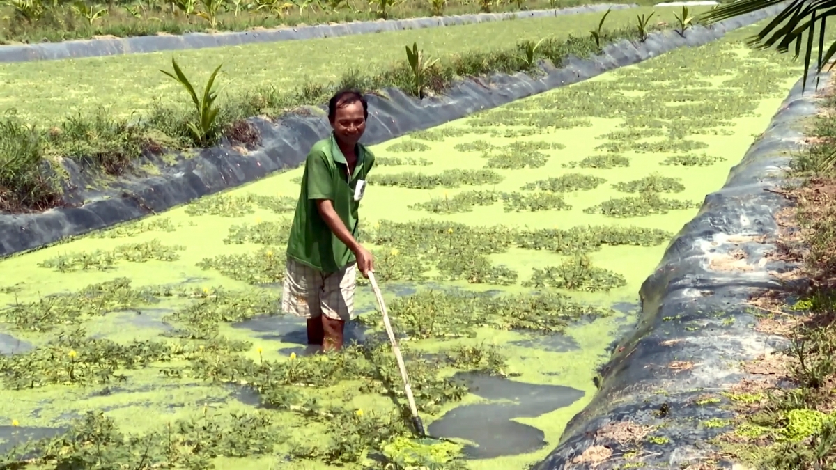 Nông dân Trần Văn Bằng chăm sóc sau nhút mới trồng lại