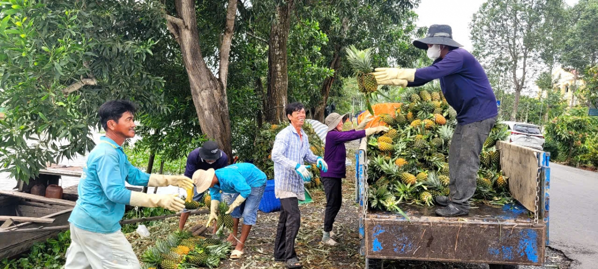 Nông dân vùng Đồng Tháp Mười của tỉnh Đồng Tháp vào mùa thu hoạch khóm