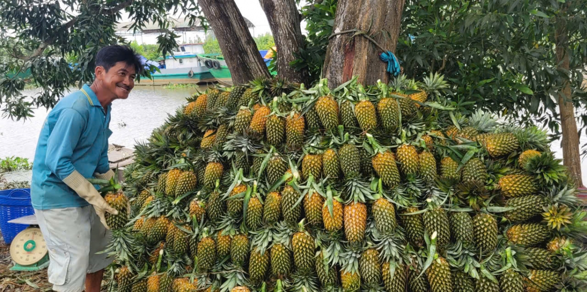 Nông dân vùng Đồng Tháp Mười rất yên tâm với cây khóm