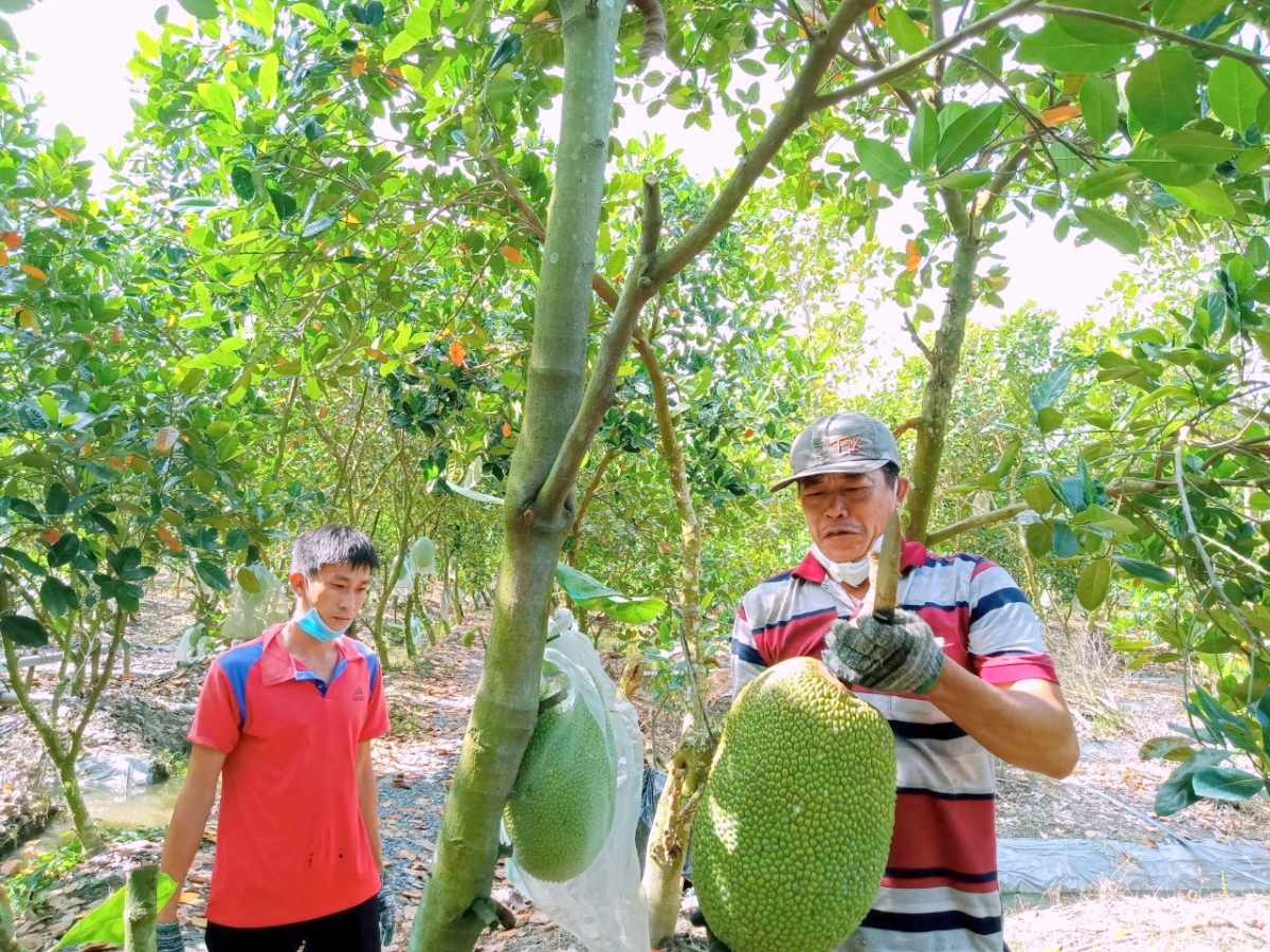 Nông sản vùng ĐBSCL được kỳ vọng sẽ bứt phá