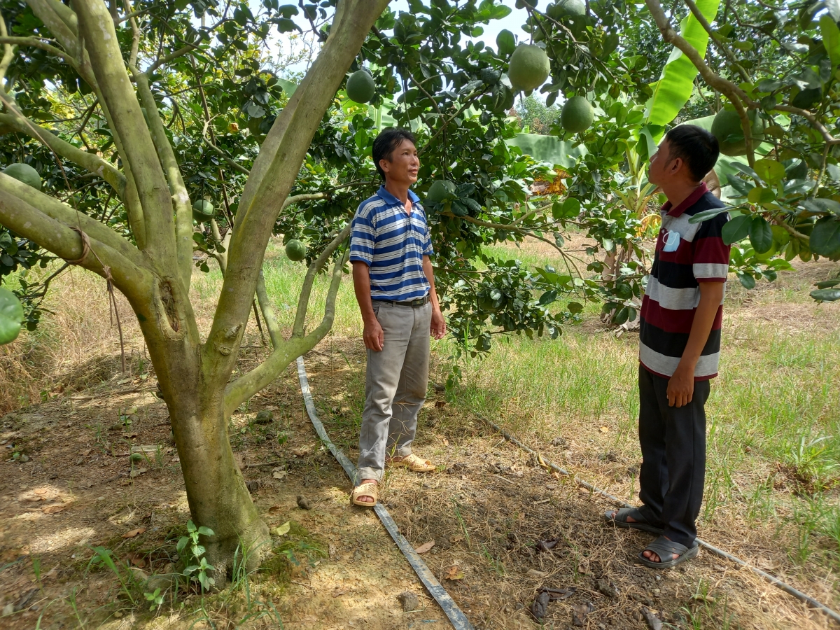 Krui ƀŏng kơtôu ngiât châ kuăn pơlê kong ngo kong pơlê Khánh Hòa pêt lĕm plâi kơtóu