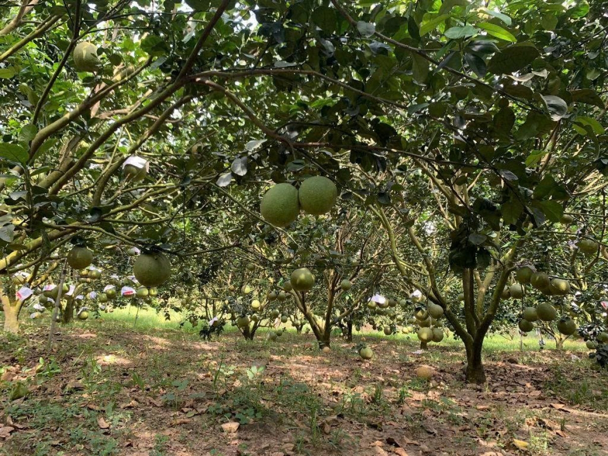 Krui ƀŏng châ kuăn pơlê ngăn nhên, plâi gá lĕm