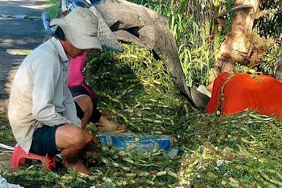 Rau nhút sau khi thu hoạch được phân ra thành từng bó trước khi giao cho thương lái