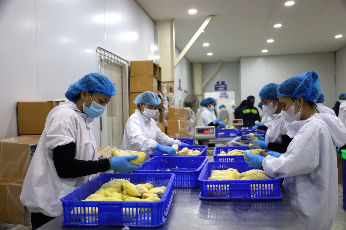 Dak Lak dế mơhnhôk mâu khu mơ’no liăn cheăng uâ pro trâu ƀă mâu tơmeăm plâi sầu riêng