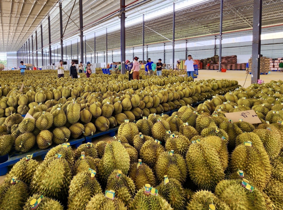 
Dôm khei blŭng sơnăm 2025, tĕch mơdro sâu riêng Việt Nam tơ̆ Trung Quốc tơjur 74% kon jên iŏk đei, tơmam drăm tĕch mơdro tơjur kơtang đơ̆ng hloh 42% jur pă 28,2%, pơjoă kơtang trong tơlĕch ăn atŏk tơ iung kơjăp ‘lơ̆ng.