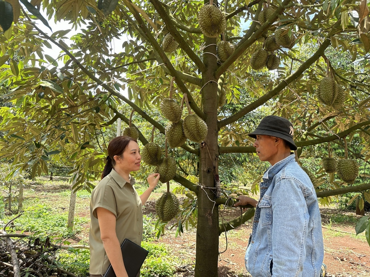 Dak Lak hiăng xoăng râ rak ngăn kơpong pêt, tíu kơxuô tâ tung kơthung ƀă tê sầu riêng ăm mâu kăn râ cheăm