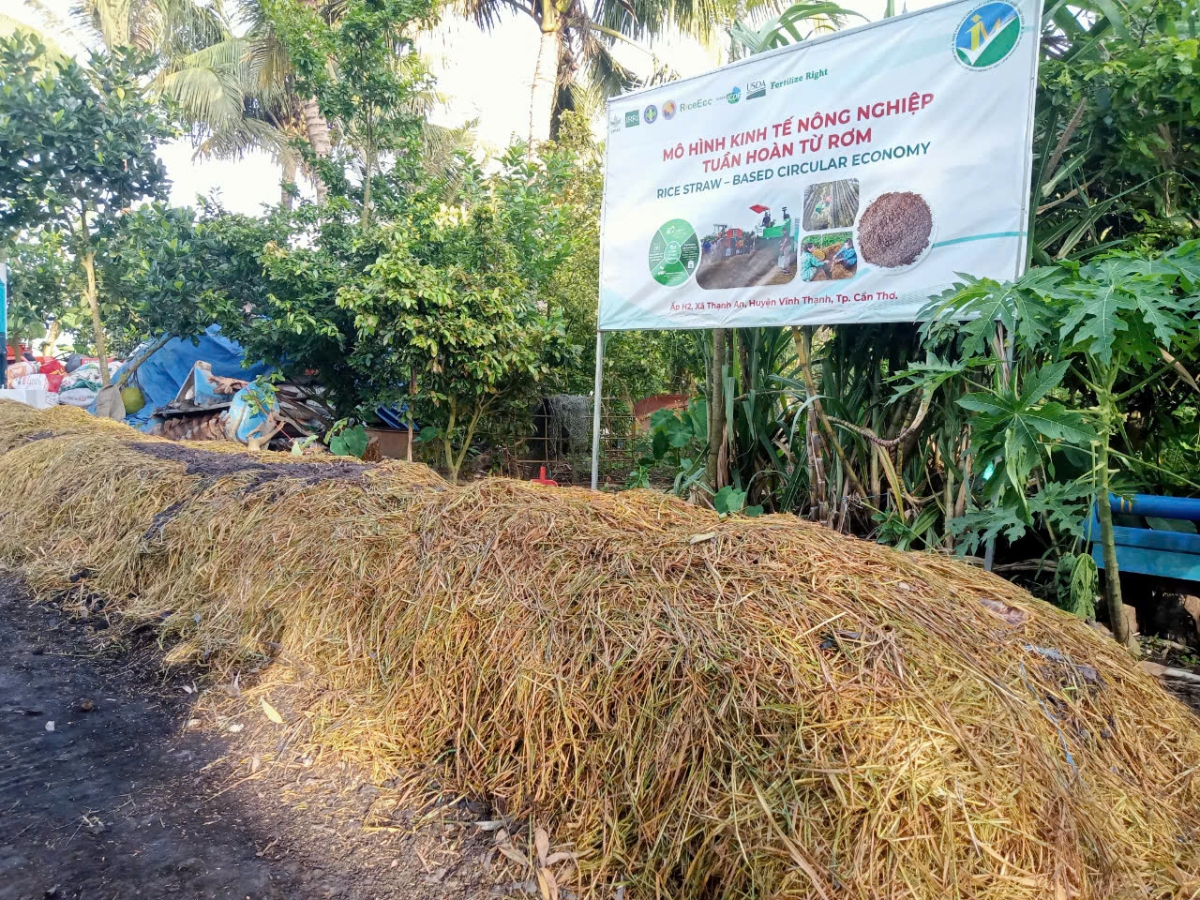 Thu gom rơm ra khỏi đồng ruộng trong Đề án 1 triệu hecta