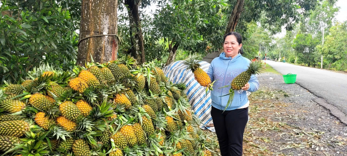 Thương lái đến tận ruộng thu mua khóm của nông dân