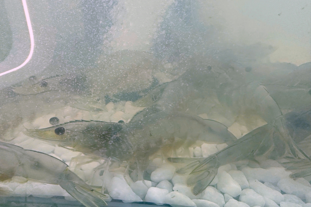 Thủy sản là thế mạnh của vùng ĐBSCL trong thời gian qua