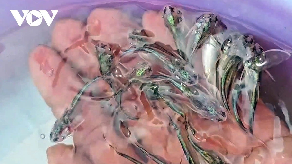 Ikan mbong lau pajaih