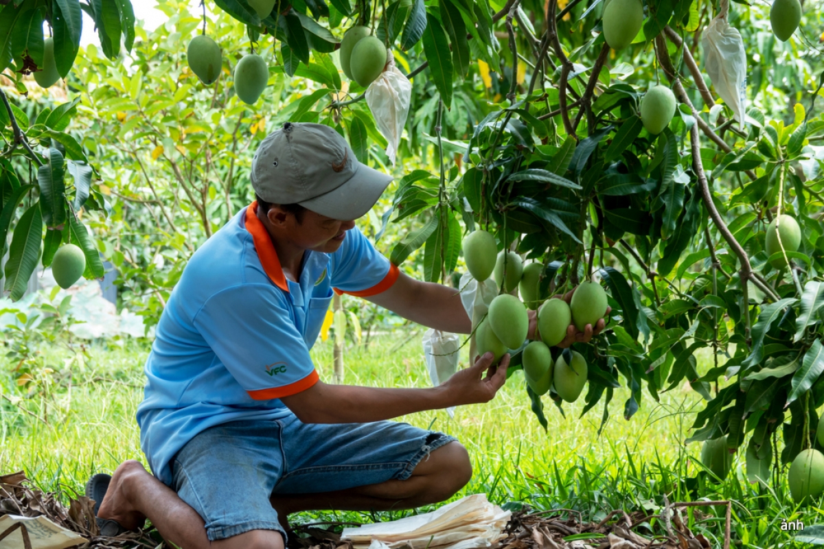 Vùng ĐBSCL chiếm khoảng 70% sản lượng trái cây của cả nước
