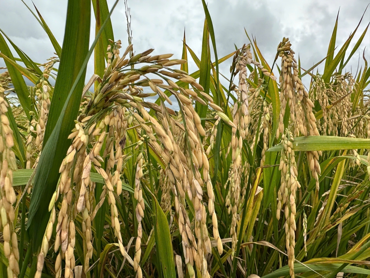 Vùng ĐBSCL mỗi năm sản xuất khoảng 25 triệu tấn lúa, chiếm phần lớn sản lượng lúa gạo của Việt Nam.