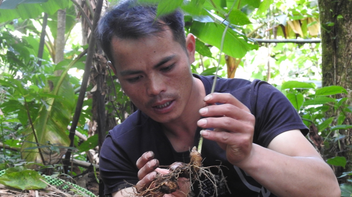 
‘Long sâm Ngọc Linh tơgum ăn kon kông pơm pơdrŏng.