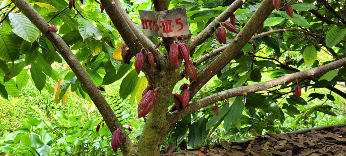 Ca cao trồng theo hướng hữu cơ đầu ra rất hút hàng, cho trái quanh năm