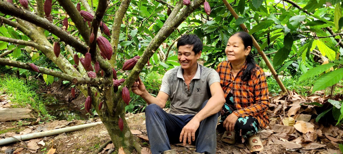 Vườn cây ca cao của hộ ông Nguyễn Văn Chính ở xã Phú Túc, tỉnh Vĩnh Long