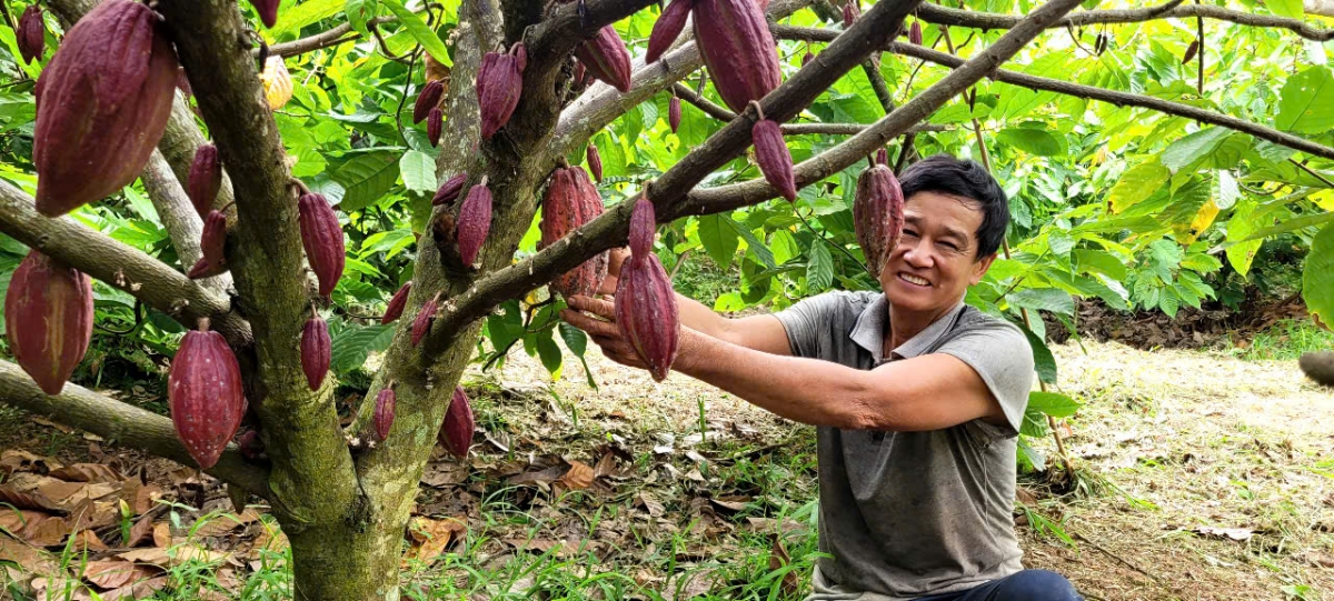 Vườn cây ca cao thương phẩm ở vùng ĐBSCL đang phục hồi mạnh do giá cao