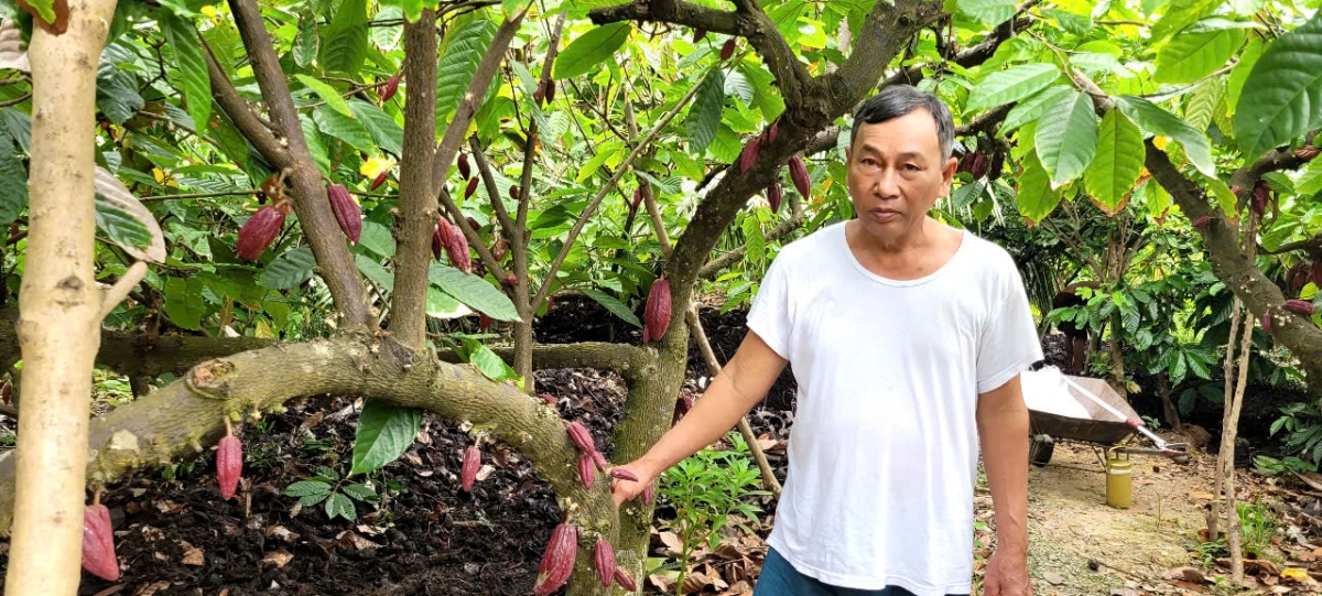 Cây ca cao cho trái quanh năm và được đánh giá là chi phí thấp hơn một số cây ăn trái khác