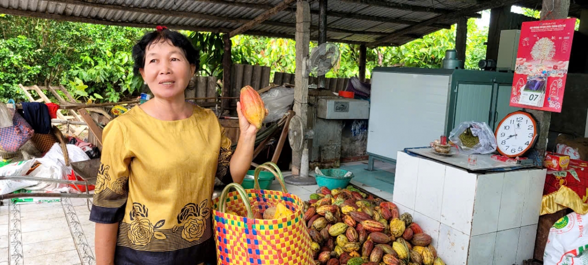 Các đại lý thu mua trái ca cao tươi sau đó tách hạt phơi sấy khô cung ứng cho các doanh nghiệp chế biến hạt ca cao