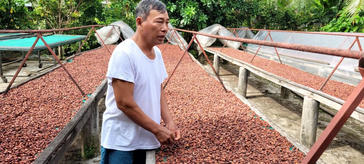 Hạt ca cao đang hút hàng, thiếu nguồn cung cho các doanh nghiệp chế biến xuất khẩu