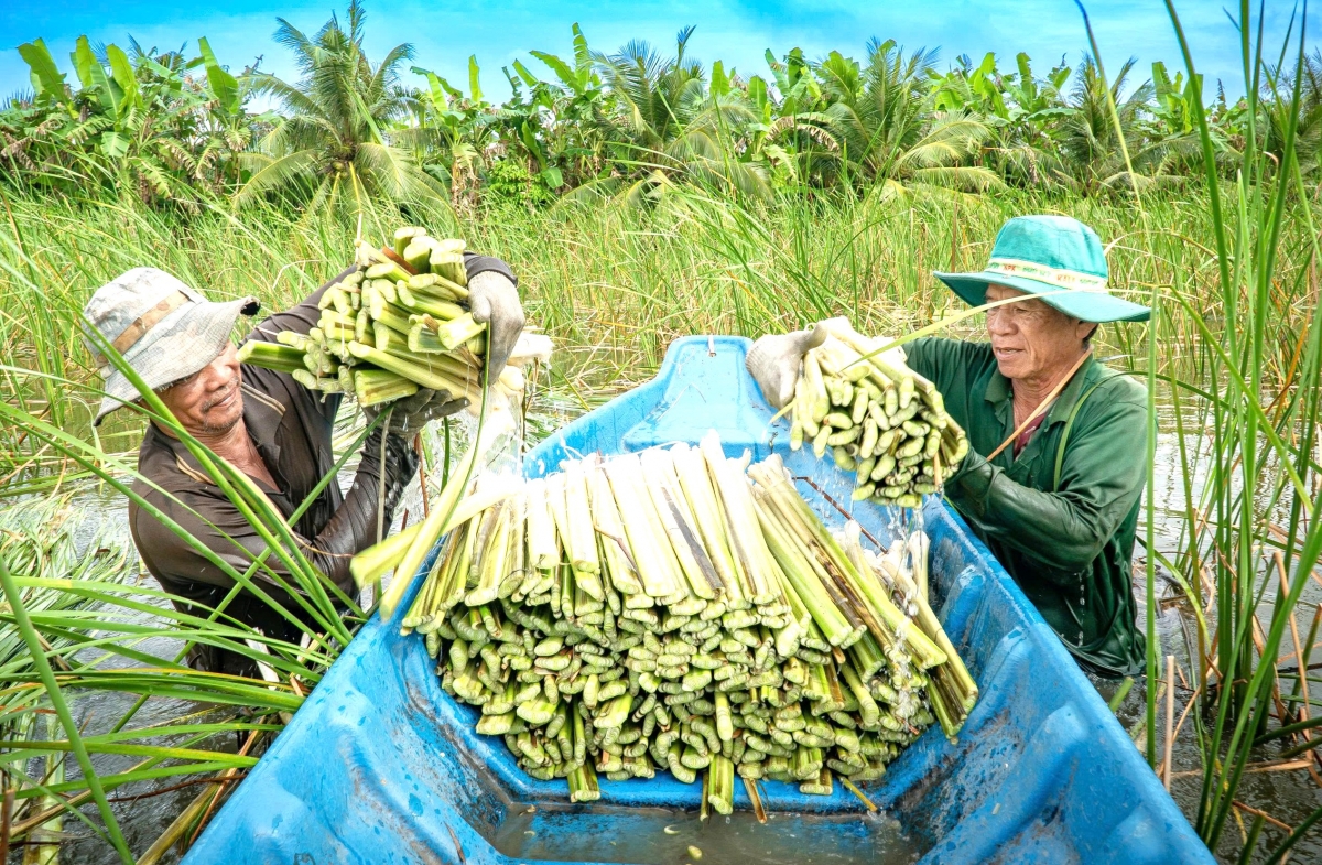 Người dân xã Khánh An có thu nhập cao hơn từ trồng bồn bồn thay cây lúa