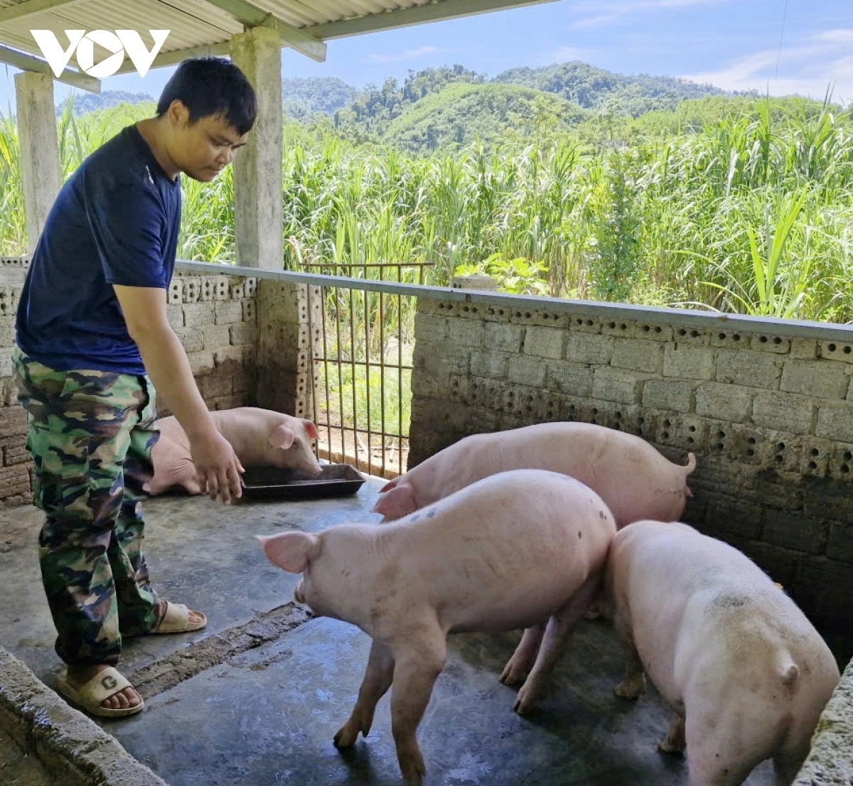 Nhờ chăn nuôi lợn, gia đình ông Briu Chéo thoát nghèo