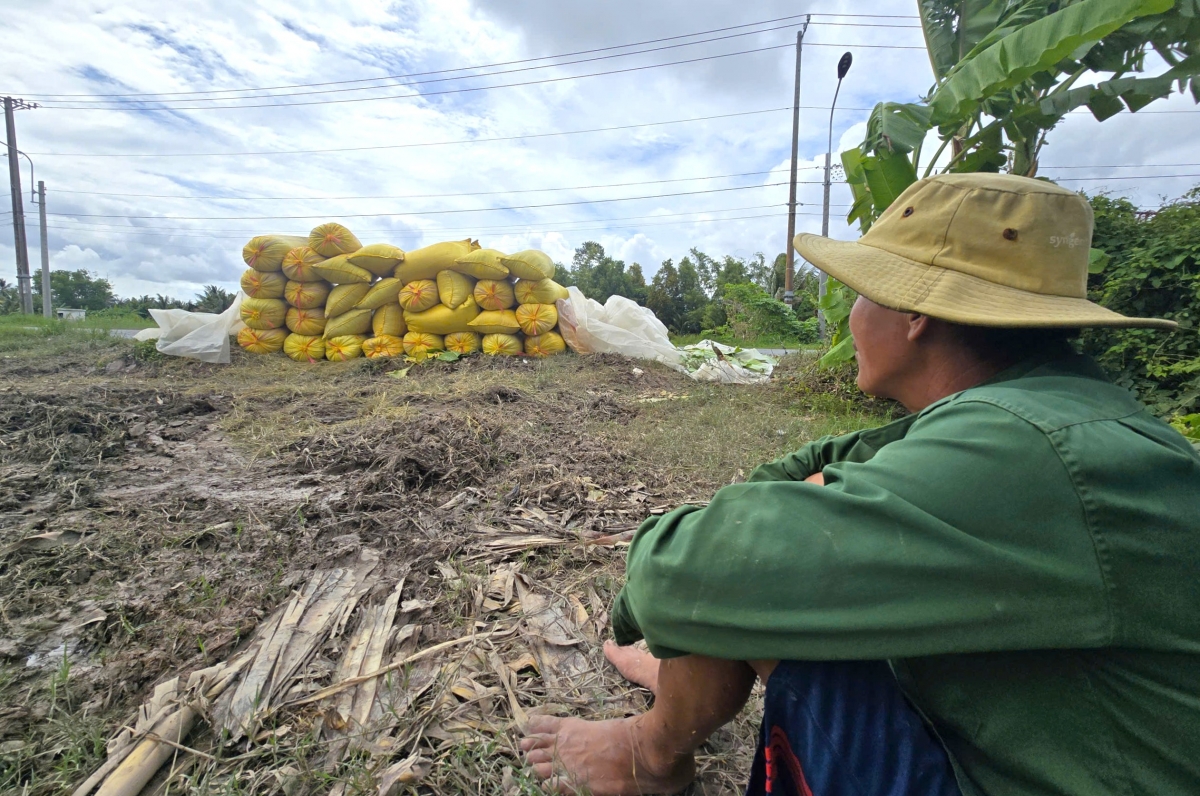 Ông Bàng ngồi chờ thương lái lại cân lúa mà không dấu được nỗi buồn