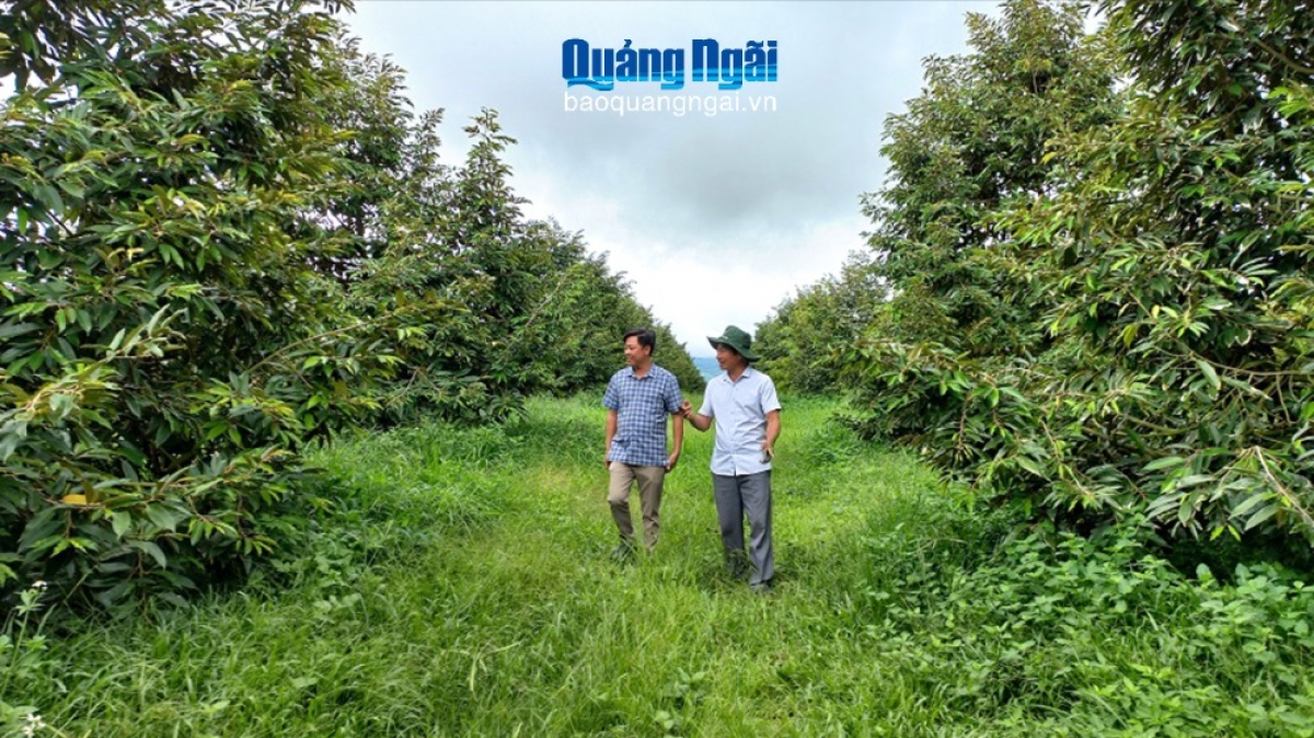 Ảnh minh họa - Báo Quảng Ngãi