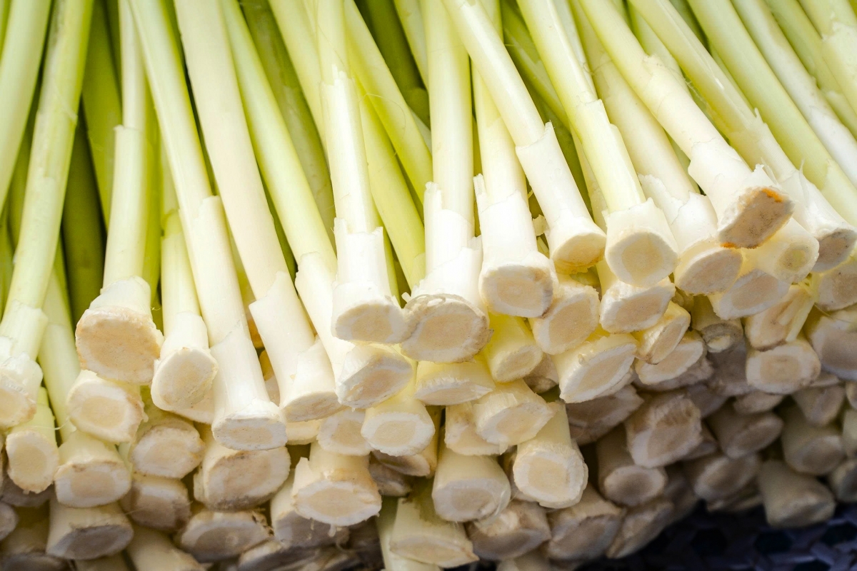 Giá bồn bồn thương phẩm đang khoảng 20 - 30 ngàn đồng