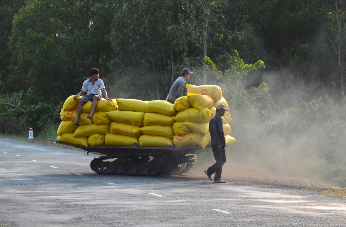 Tại vùng chuyên canh lúa của tỉnh Cà Mau ven Quảng lộ Phụng Hiệp giá lúa chỉ khoảng 5.200 đồng/kg