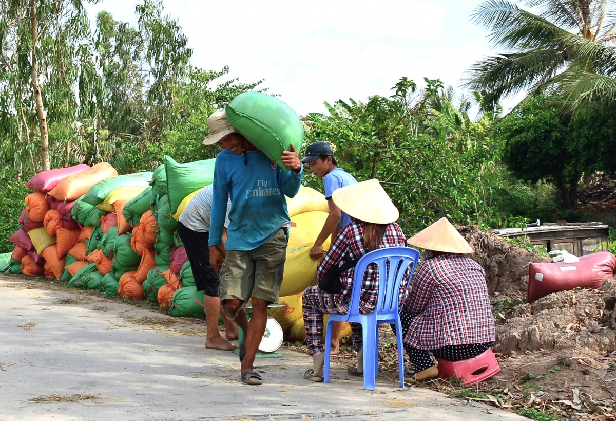 Với vùng trồng lúa điều kiện vận chuyển khó khăn của tỉnh Cà Mau như ở Khánh Hưng, Đá Bạc,... giá lúa đang được thu mua thấp hơn
