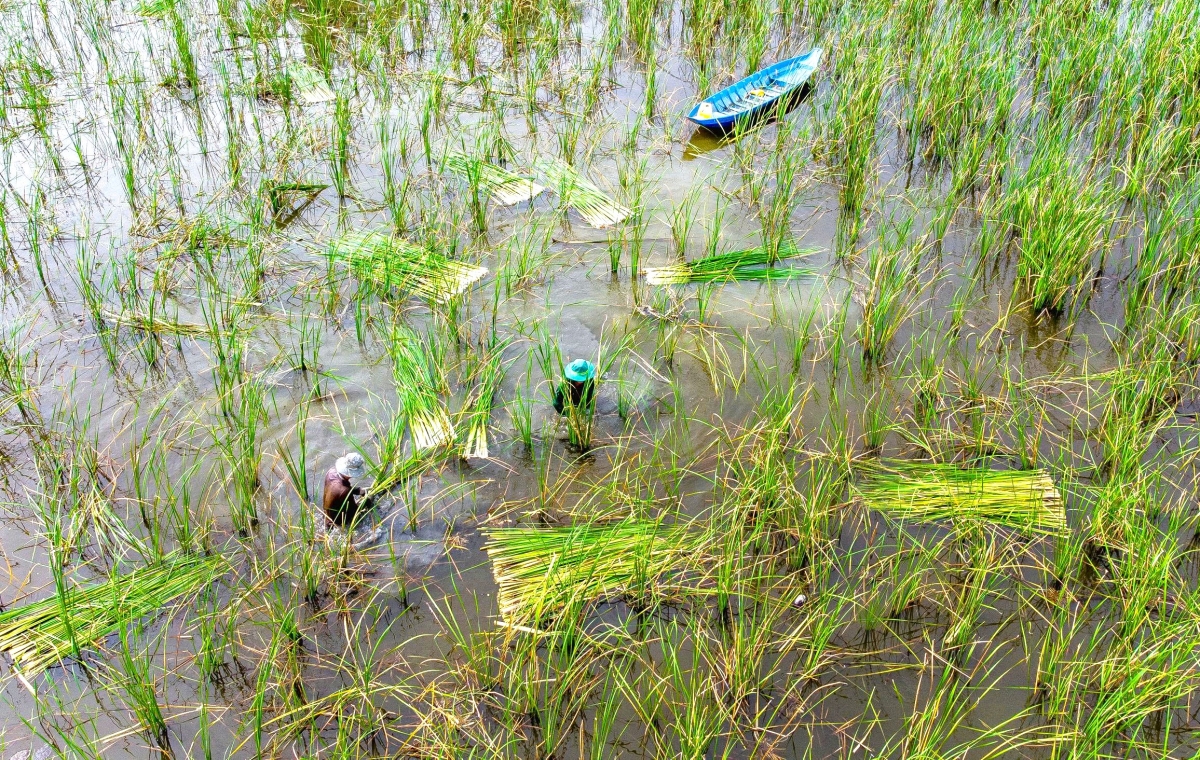 Cây bồn bồn đã trở thành đòn bẩy của người dân vùng đệm rừng U Minh hạ