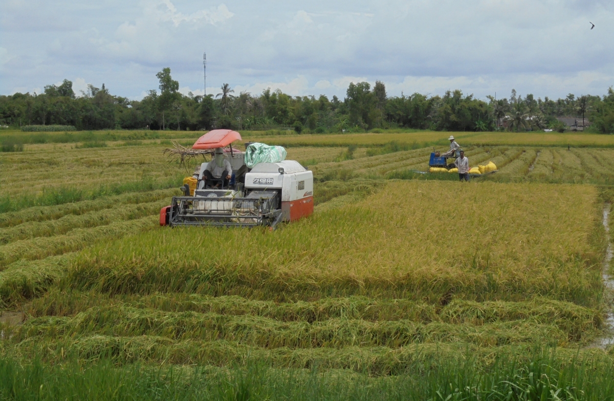 Nông dân Cà Mau năm nay có vụ lúa Hè Thu buồn