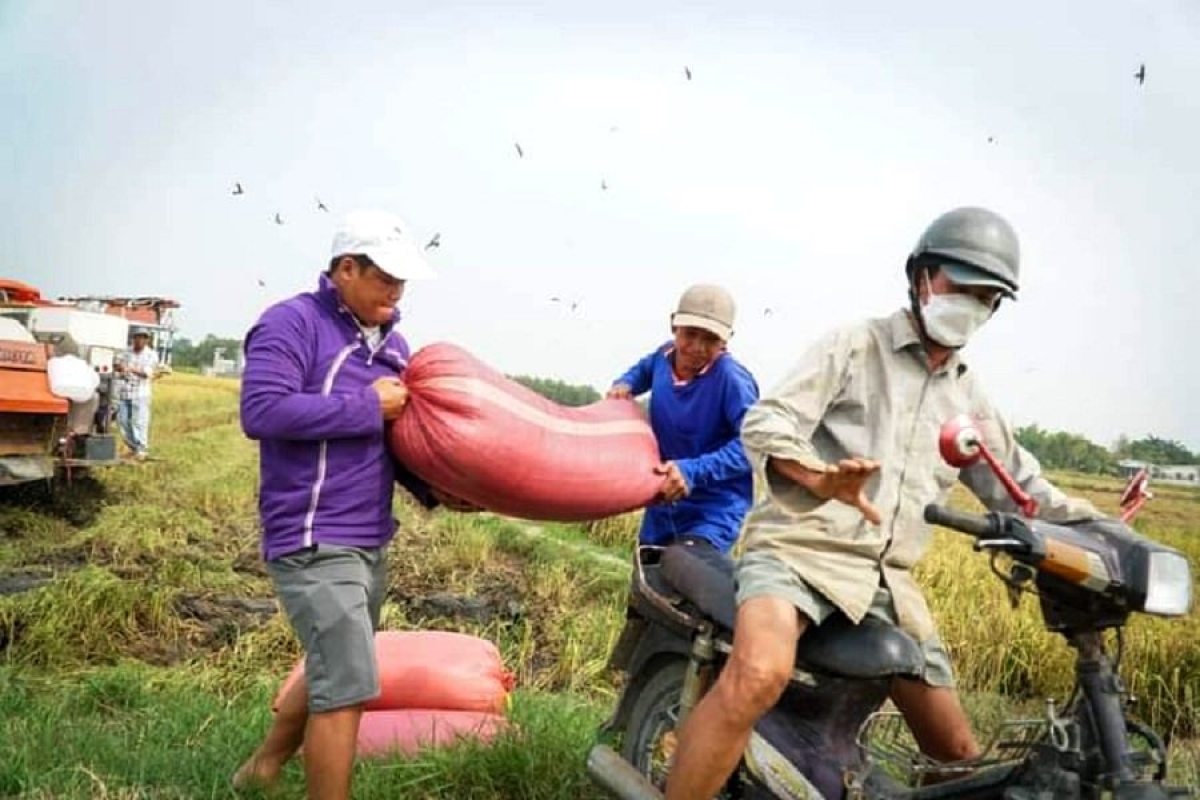 Mikva urang yuak padai ST25 di TPHCM
