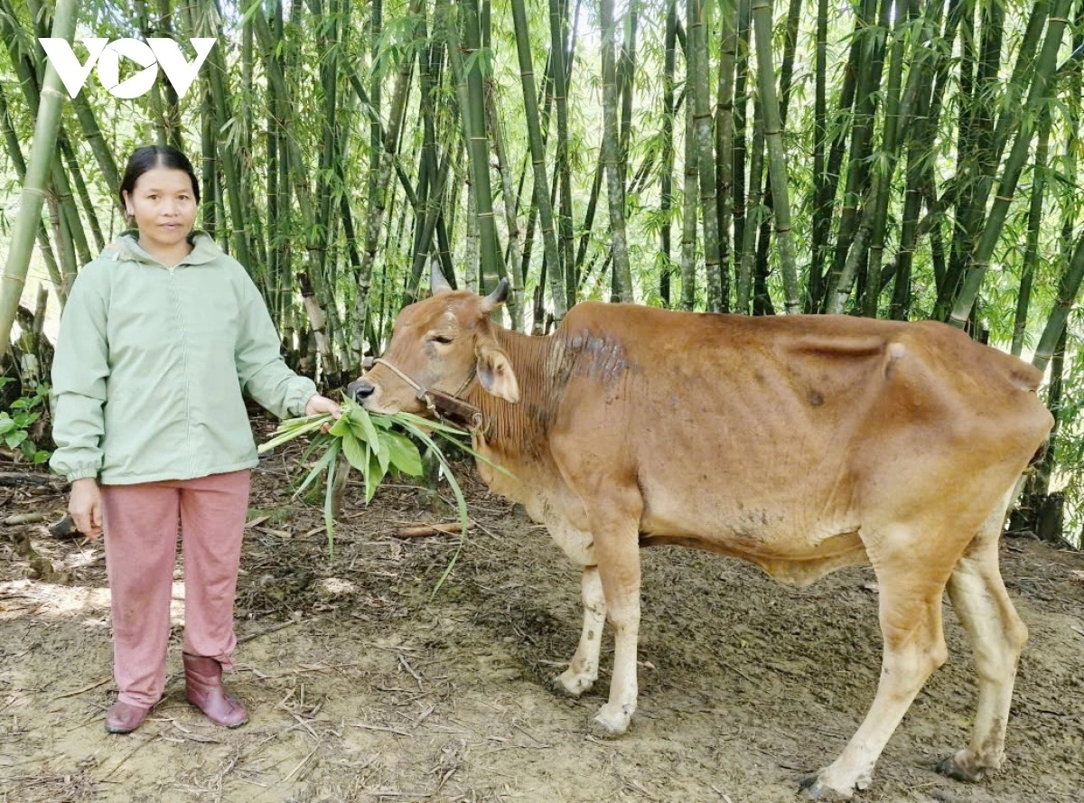 Nhờ nuôi bò, nhiều bà con Cơ Tu ở vùng núi TP Đà Nẵng đã ổn định cuộc sống