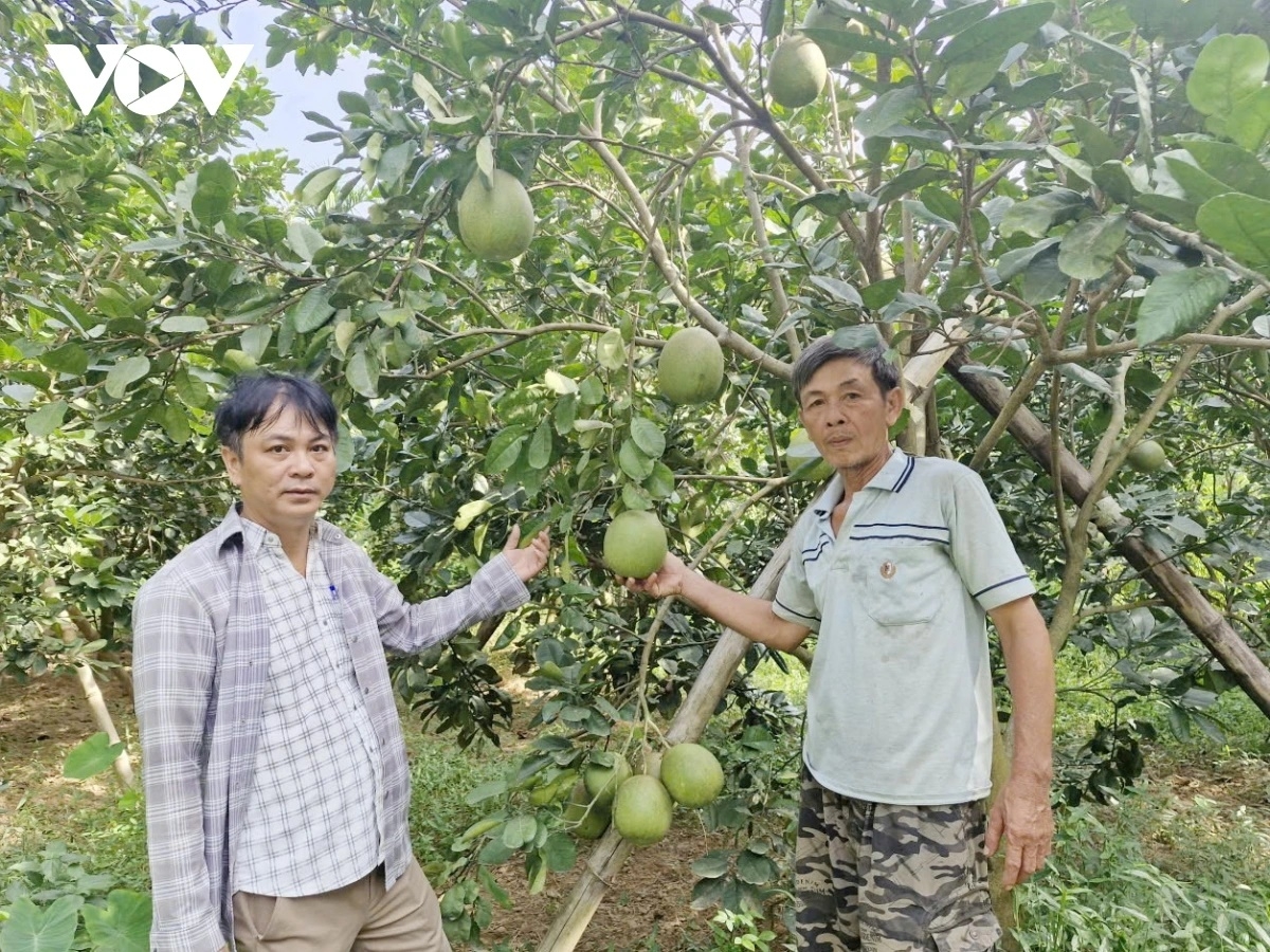  Người dân vùng nông thôn, miền núi TP Đà Nẵng thoát nghèo nhờ trồng cây ăn quả