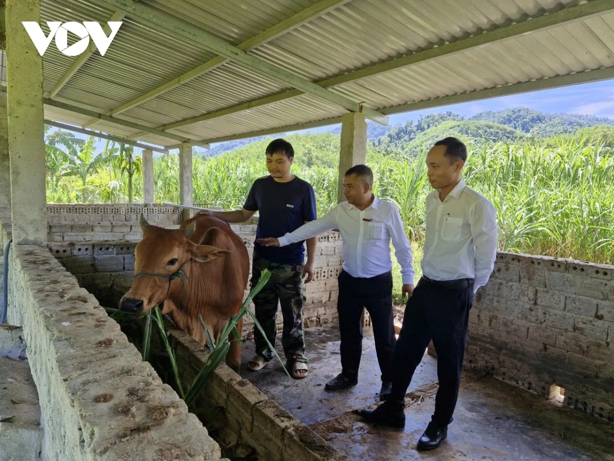 Từ nguồn vốn vay, ông Briu Chéo đầu tư chăn nuôi heo, bò, trồng rừng, cuộc sống khấm khá hơn