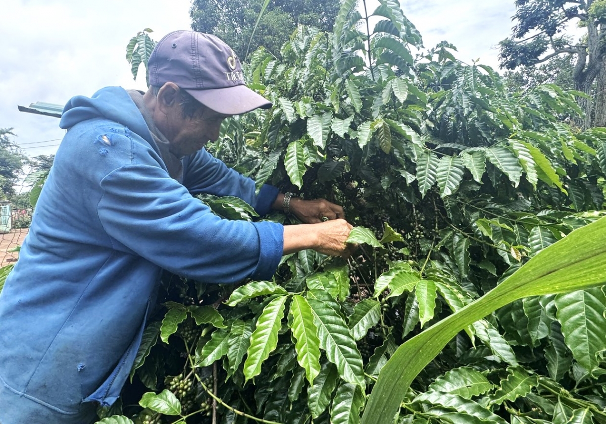 Pôa Y Jiê Niêa kơhnâ pêi chiâk deăng