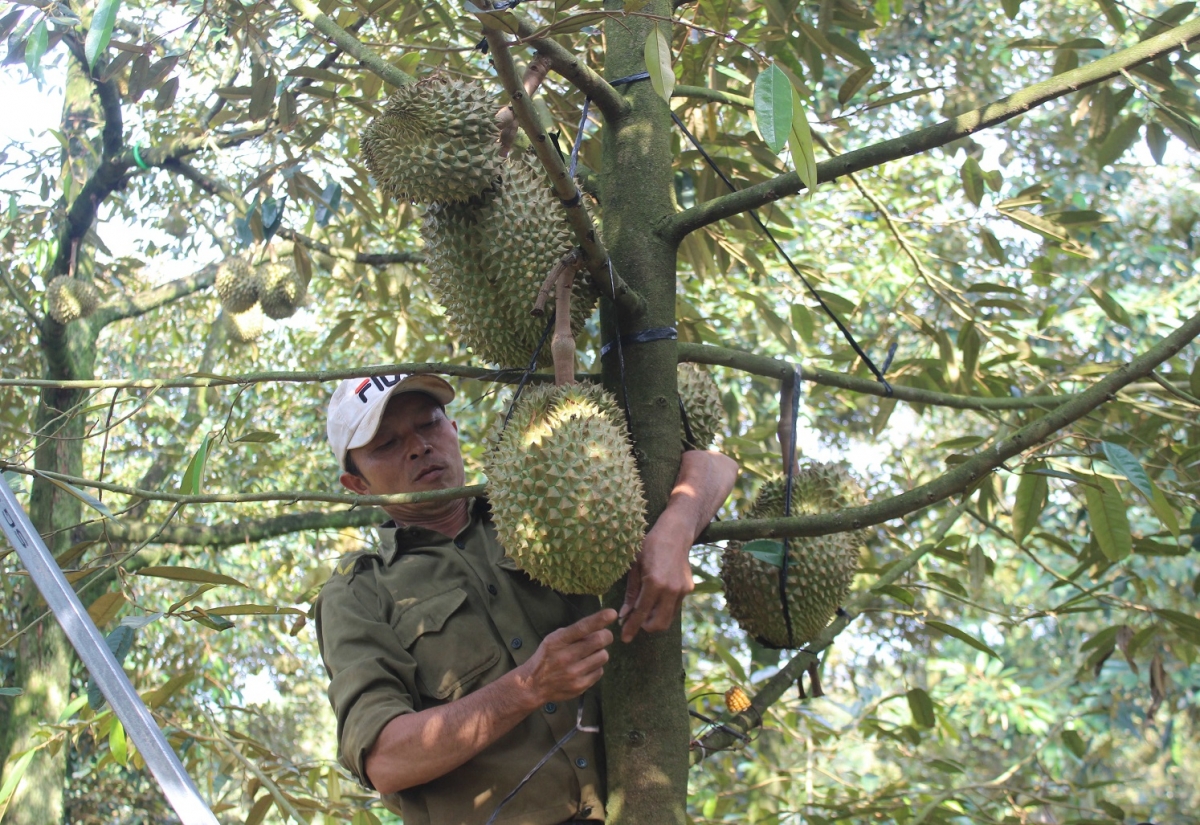 Mơ̆ng rơnoh prăk čan, ayong Nguyễn Văn Đức blơi đing dưm truă ngă đang čem rông tui hơbô̆ pơhlom sir krep