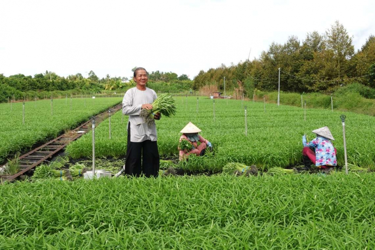 Ong Nguyễn Văn Bi